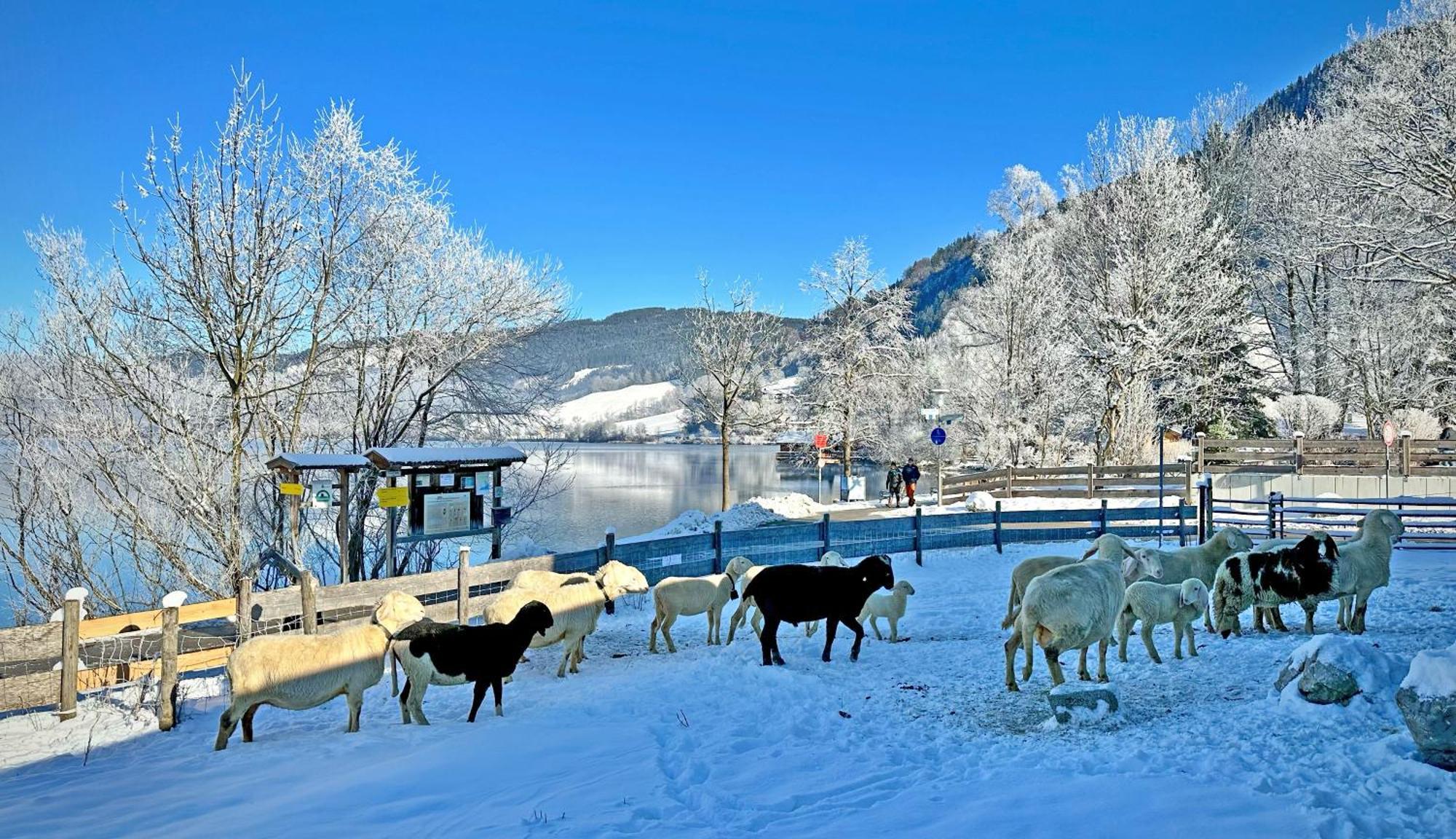 Der Anderlbauer Am See Schliersee Buitenkant foto